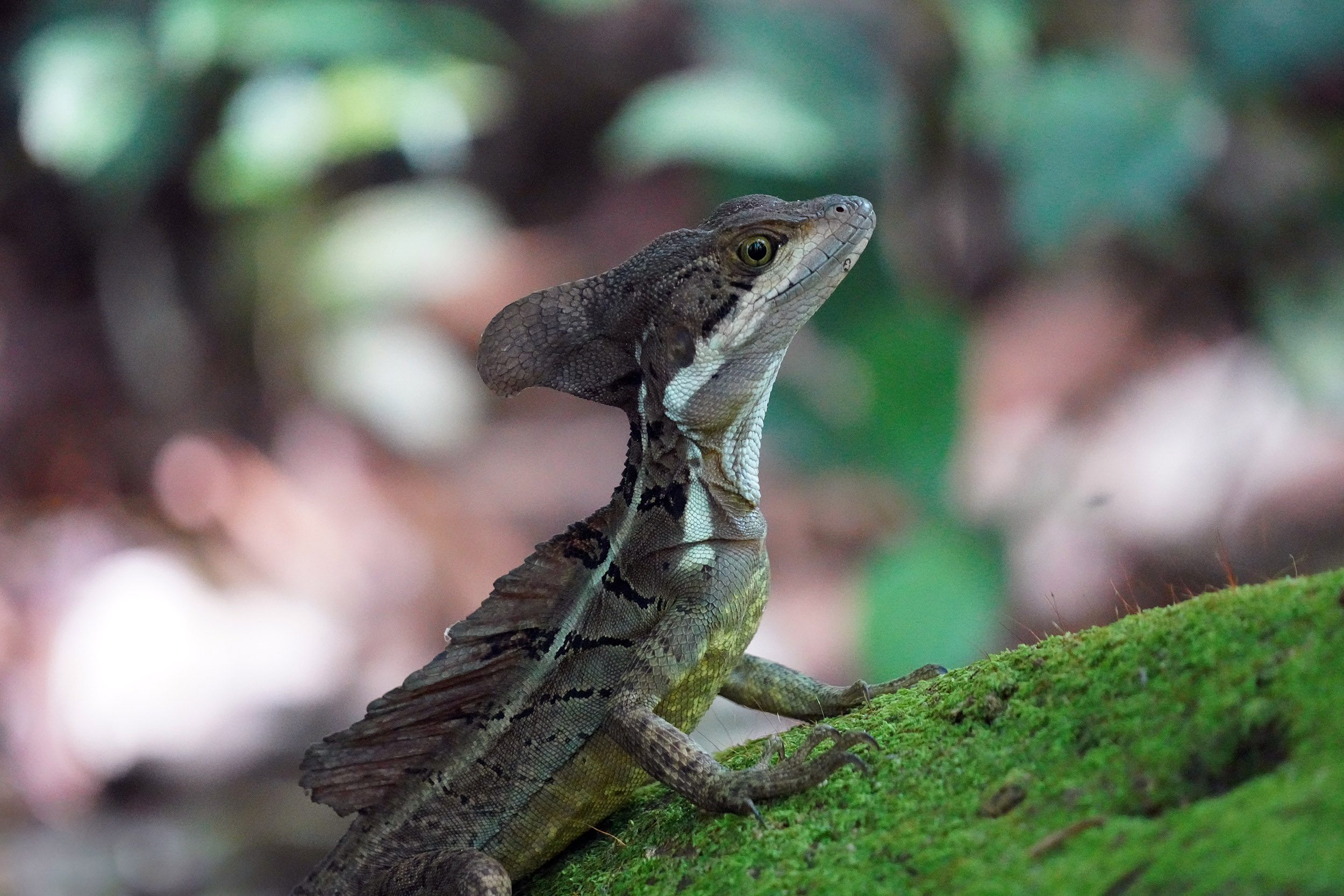 Costa Rica - Février 2025